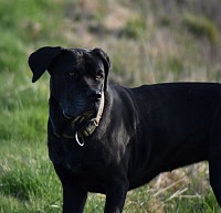 Runa