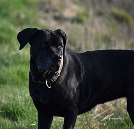 Runa