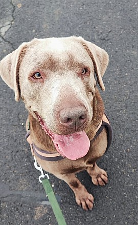 Balu