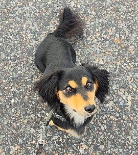 Einstein