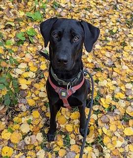 Balu