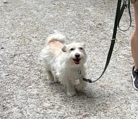 Benji