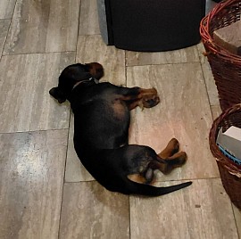 Zeus