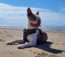 Pablo